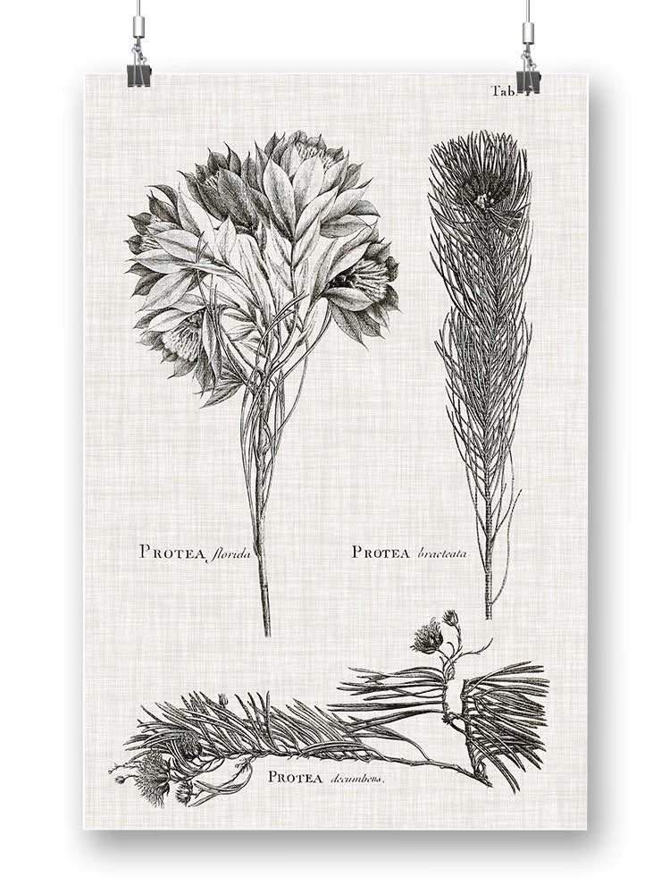 Protea On Linen I Wall Art -Vision Studio Designs