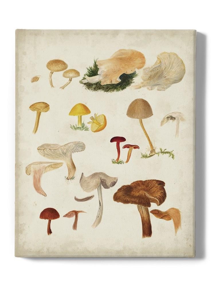 Mushroom Species Xii Wall Art -Vision Studio Designs