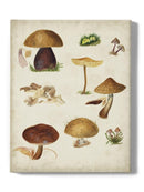 Mushroom Species Ii Wall Art -Vision Studio Designs