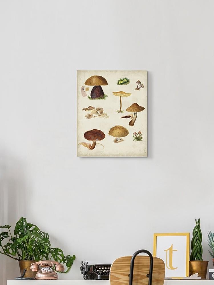 Mushroom Species Ii Wall Art -Vision Studio Designs