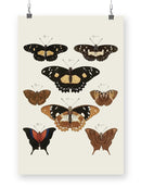 Vintage Butterflies V. Wall Art -Vision Studio Designs