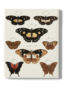 Vintage Butterflies V. Wall Art -Vision Studio Designs