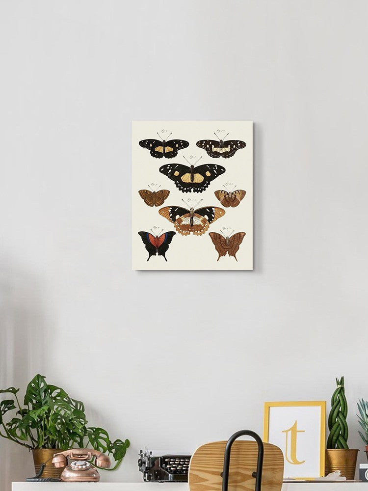 Vintage Butterflies V. Wall Art -Vision Studio Designs