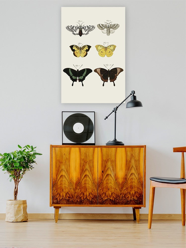 Vintage Butterflies Vi. Wall Art -Vision Studio Designs