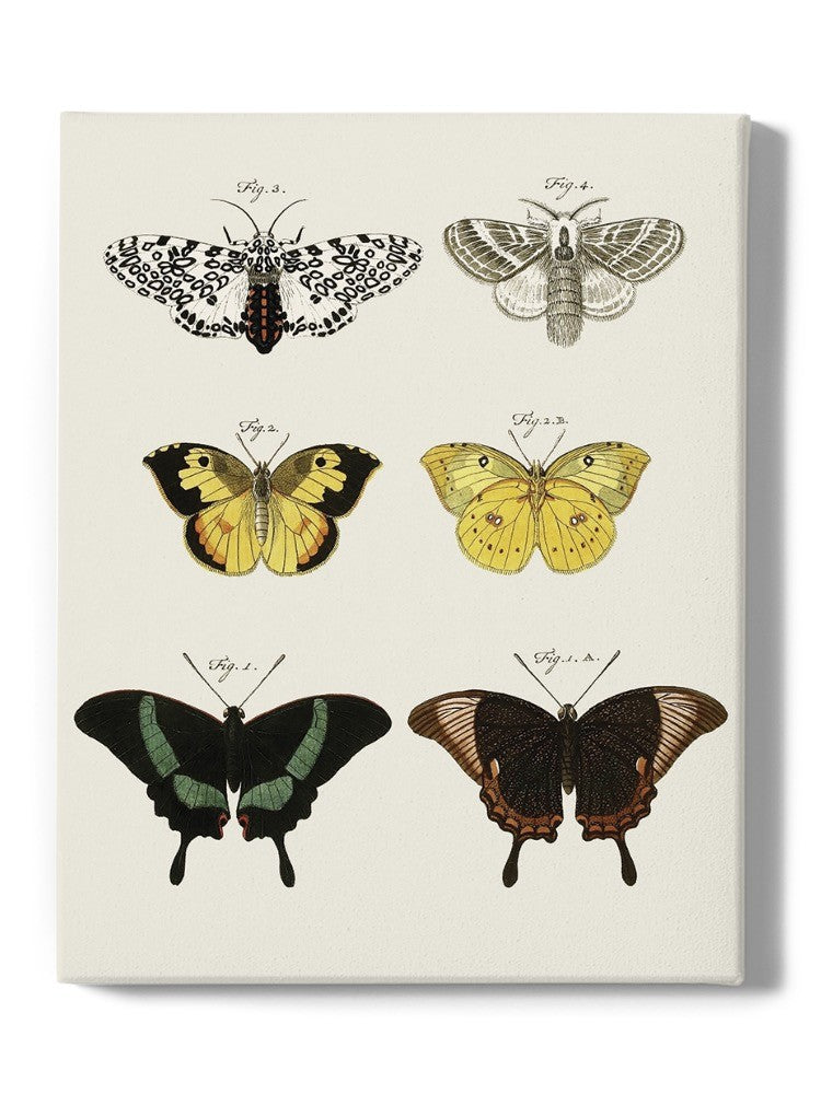 Vintage Butterflies Vi. Wall Art -Vision Studio Designs