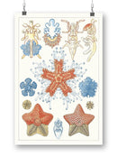 Sealife Species I. Wall Art -Vision Studio Designs