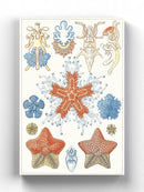 Sealife Species I. Wall Art -Vision Studio Designs