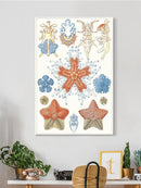 Sealife Species I. Wall Art -Vision Studio Designs
