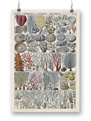 Coral Chart Wall Art -Vision Studio Designs
