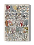 Coral Chart Wall Art -Vision Studio Designs