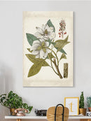 Vintage Charm I Wall Art -Vision Studio Designs