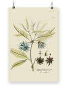 Eloquent Botanical Iii Wall Art -Vision Studio Designs