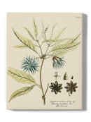 Eloquent Botanical Iii Wall Art -Vision Studio Designs