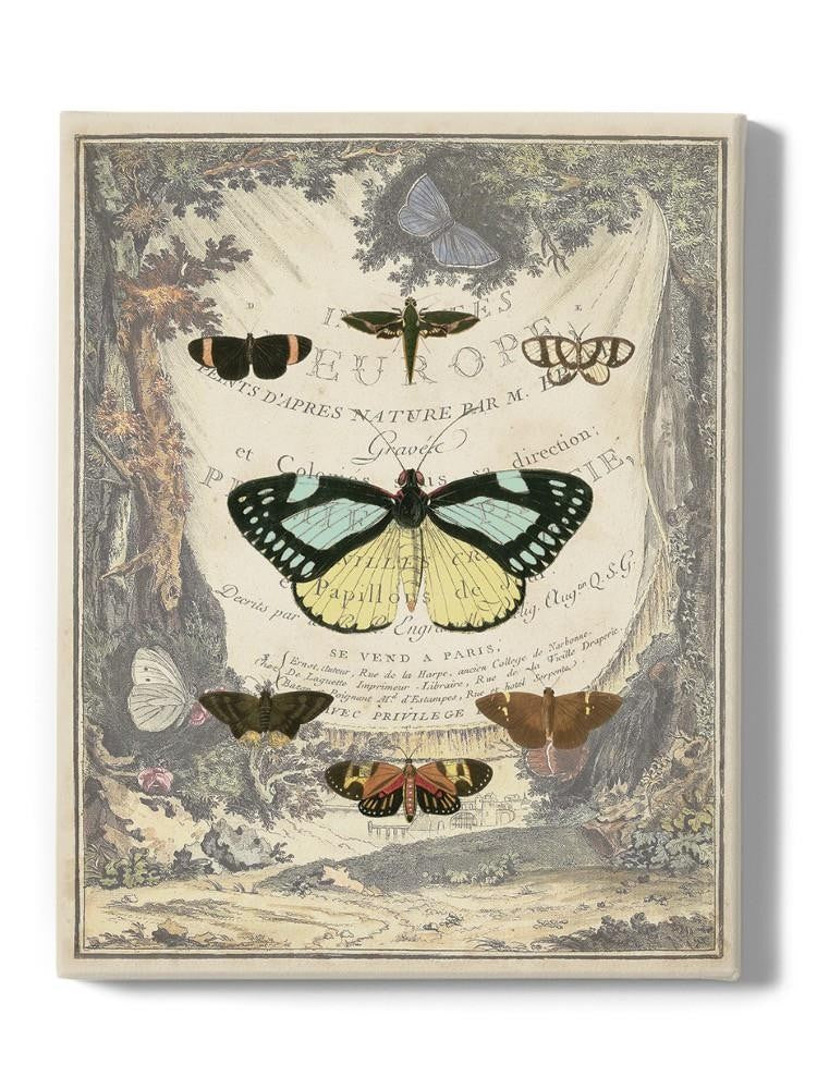 Vintage Butterfly Bookplate Wall Art -Vision Studio Designs