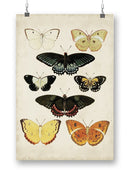 Butterflies Displayed Iii. Wall Art -Vision Studio Designs