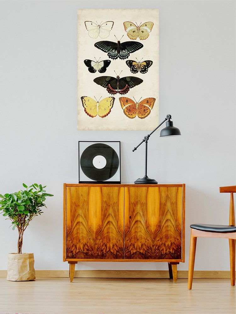 Butterflies Displayed Iii. Wall Art -Vision Studio Designs