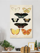 Butterflies Displayed Iii. Wall Art -Vision Studio Designs