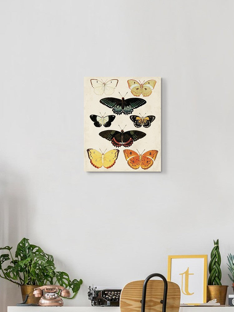 Butterflies Displayed Iii. Wall Art -Vision Studio Designs