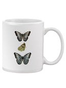 Butterfly Specimen I Mug -Vision Studio Designs