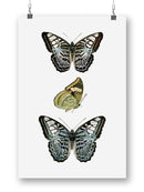 Butterfly Specimen I Wall Art -Vision Studio Designs