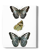Butterfly Specimen I Wall Art -Vision Studio Designs