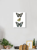 Butterfly Specimen I Wall Art -Vision Studio Designs