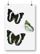 Butterfly Specimen Viii Wall Art -Vision Studio Designs