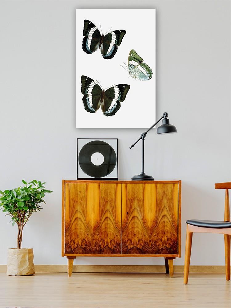 Butterfly Specimen Viii Wall Art -Vision Studio Designs