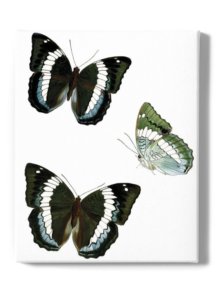Butterfly Specimen Viii Wall Art -Vision Studio Designs