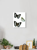 Butterfly Specimen Viii Wall Art -Vision Studio Designs
