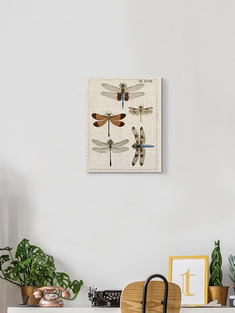 Dragonfly Study Ii Wall Art -Vision Studio Designs