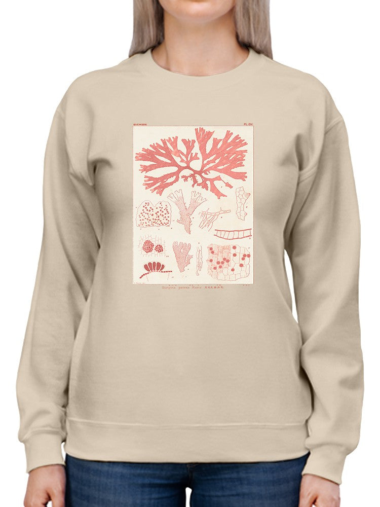 Antique Coral Seaweed Iii Sweatshirt -Vision Studio Designs