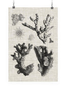 Coral Specimen I Wall Art -Vision Studio Designs