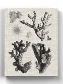 Coral Specimen I Wall Art -Vision Studio Designs