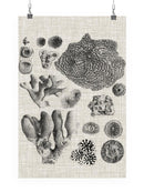 Coral Specimen Ii Wall Art -Vision Studio Designs