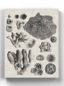 Coral Specimen Ii Wall Art -Vision Studio Designs