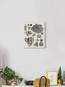 Coral Specimen Ii Wall Art -Vision Studio Designs